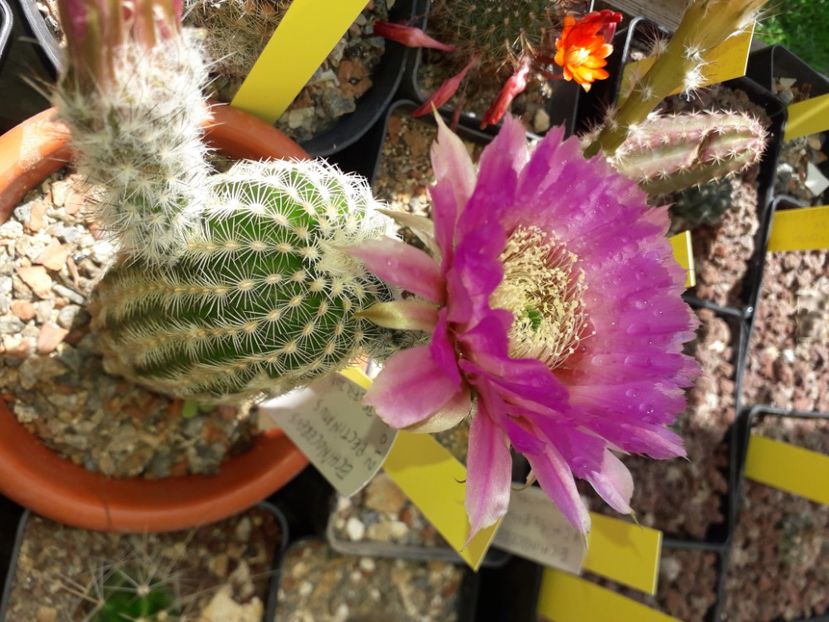 Echinocereus pectinatus - Cactusi înfloriti 2020
