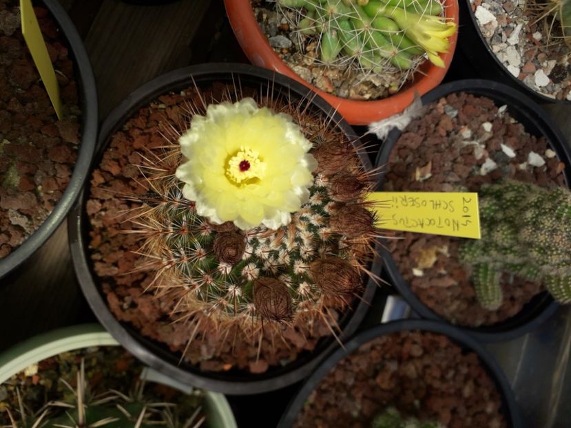 Notocactus schloserii - Cactusi înfloriti 2020