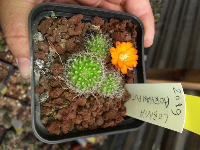 Lobivia aorhanputlondii ??? - Cactusi înfloriti 2020