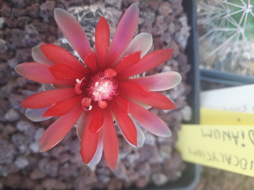 Gymnocalycium baldianum - Cactusi înfloriti 2020