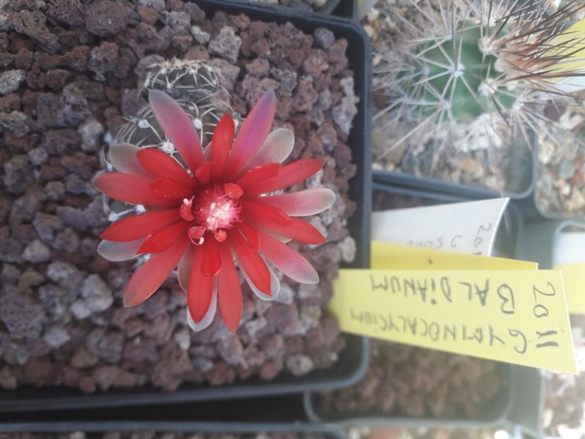 Gymnocalycium baldianum - Cactusi înfloriti 2020