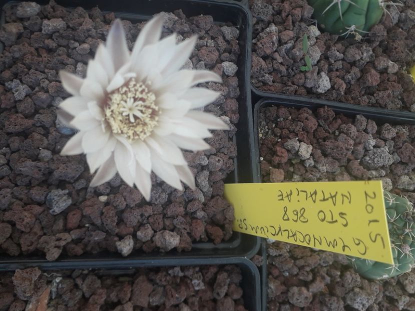 Gymnocalycium STO 868 NATALIAE - Cactusi înfloriti 2020