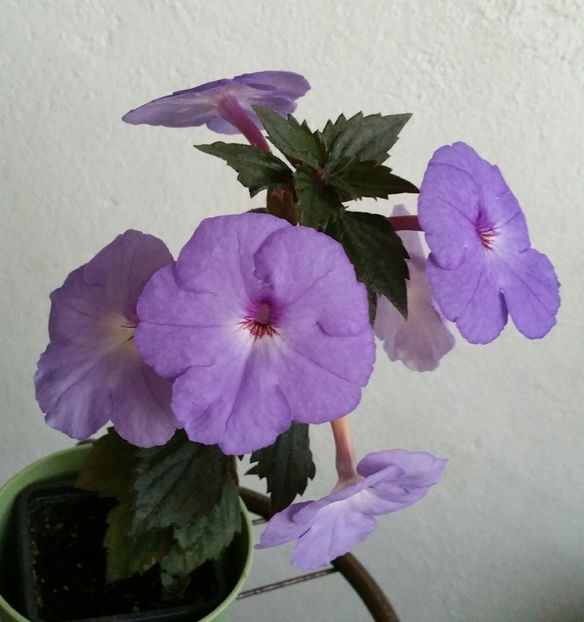 20200716_204706-1 - Odesa Blue