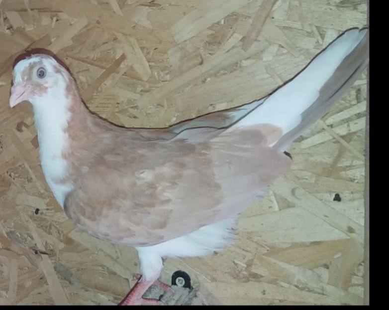 8707  mascul  2020 - Plecați ALBUM 3