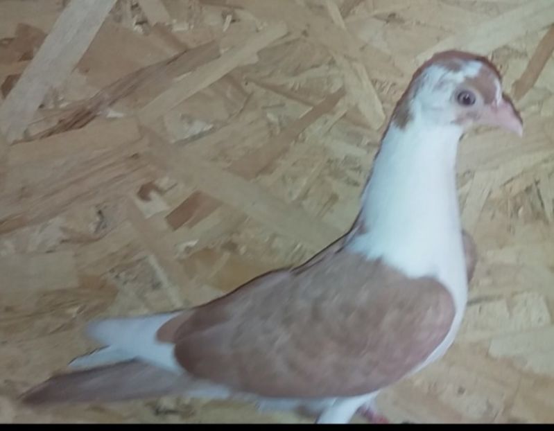 8708  femelă  2020 - Plecați ALBUM 3