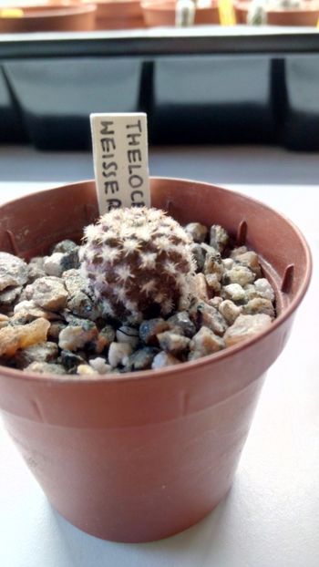 T. weisseri GM1886 - Thelocephala ---eriosyce