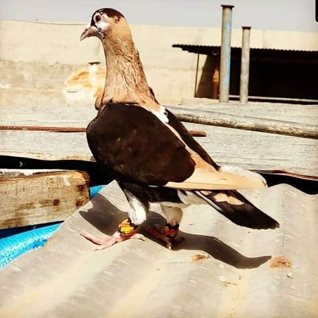  - NU AMI APARTIN 2020