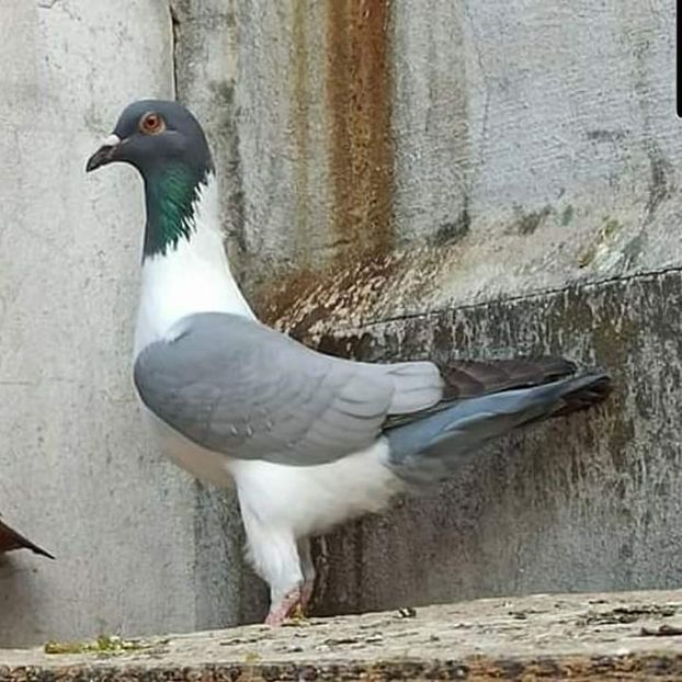  - NU AMI APARTIN 2020