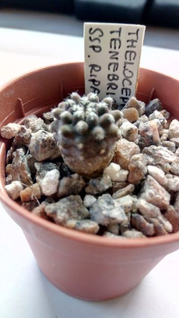 T. tenebrica ssp. riparia - Thelocephala ---eriosyce