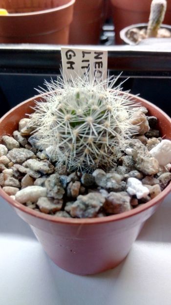 N. littoralis GM1908 - Neoporteria ---eriosyce