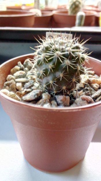 N. nigrohorrida GM1912 - Neoporteria ---eriosyce