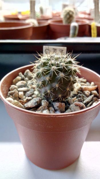 N. nigrohorrida GM1912 - Neoporteria ---eriosyce