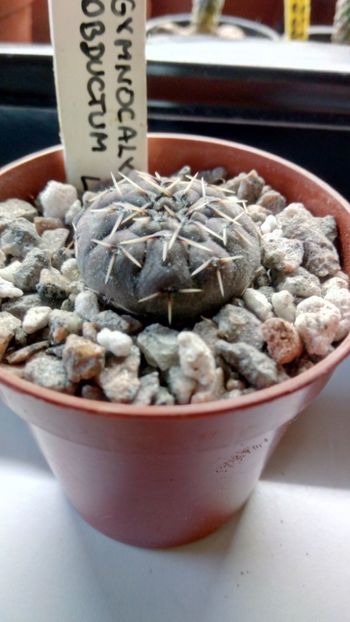 G.obductum (ragonesei) LB1046 - Gymnocalycium