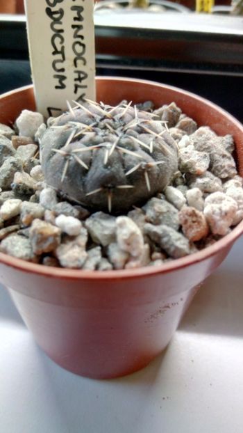 G. obductum (ragonesei) LB1046 - Gymnocalycium