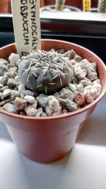 G.obductum (ragonesei) LB1046 - Gymnocalycium