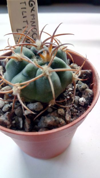 G. tilianum L488 - Gymnocalycium