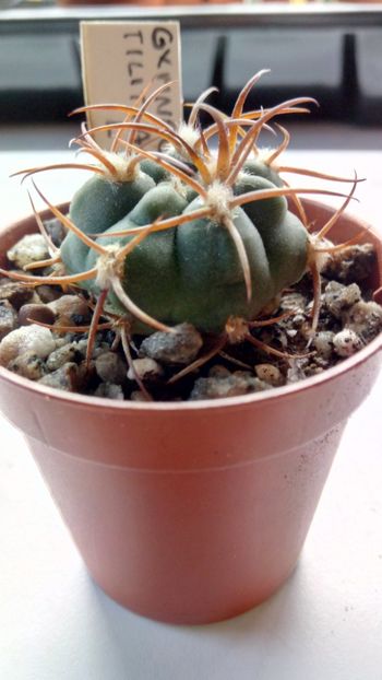 G. tilianum L488 - Gymnocalycium