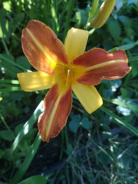 Branbury Contrast - Hemerocallis 2020