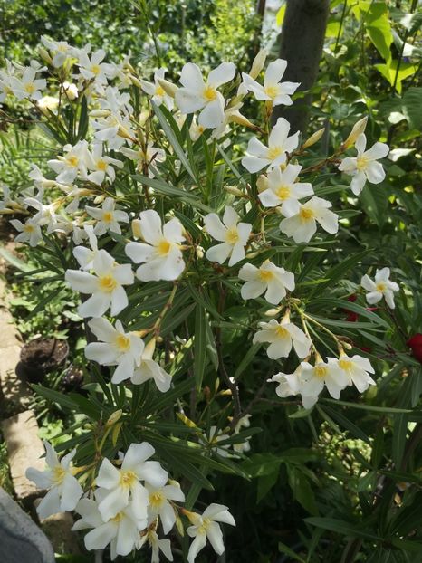 Claude - Flori apartament