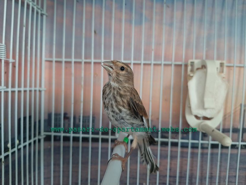 Primul "pe bat"! - 2020 Pietrusei - pui