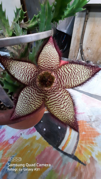 17.07.2020 - Stapelia mutabilis