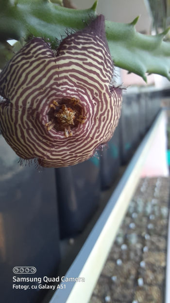 17.07.2020 - Stapelia revoluta v tigrida