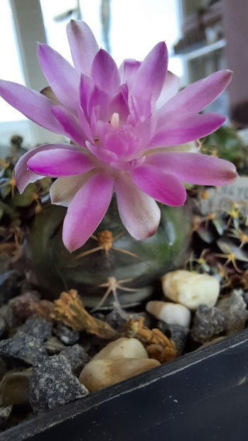 17.07.2020 - Gymnocalycium damsii v tucavocence