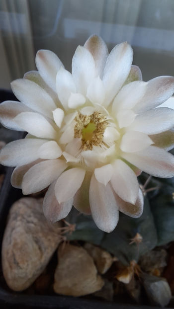 17.07.2020 - Gymnocalycium mihanovichii