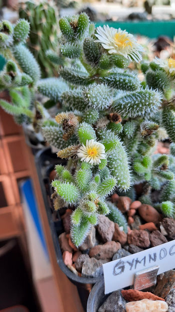 17.07.2020 - Delosperma echinatum