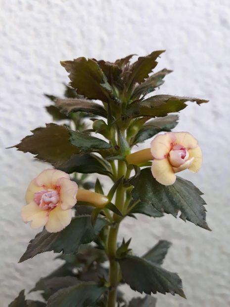  - 1 2020 - CYTRO Britta Dietze