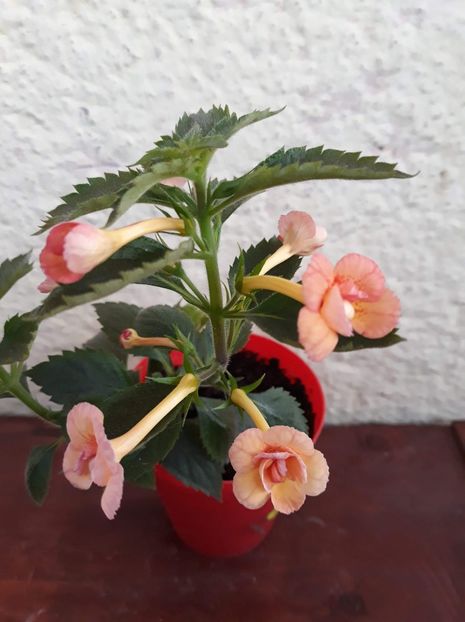  - 001 2021 - Orange Orchard