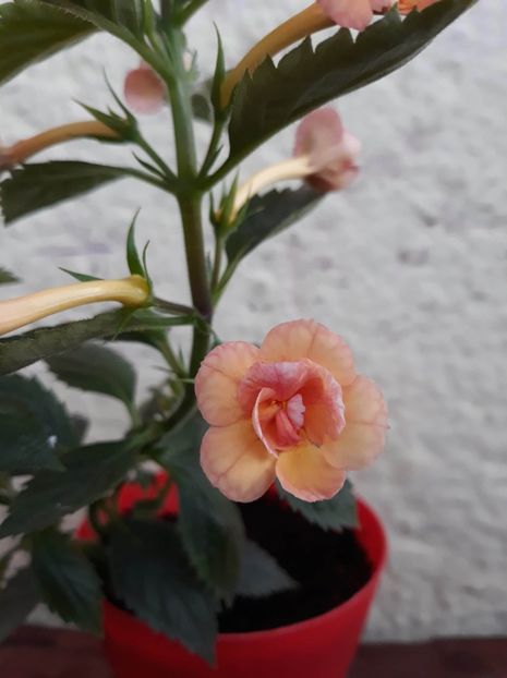  - 001 2021 - Orange Orchard