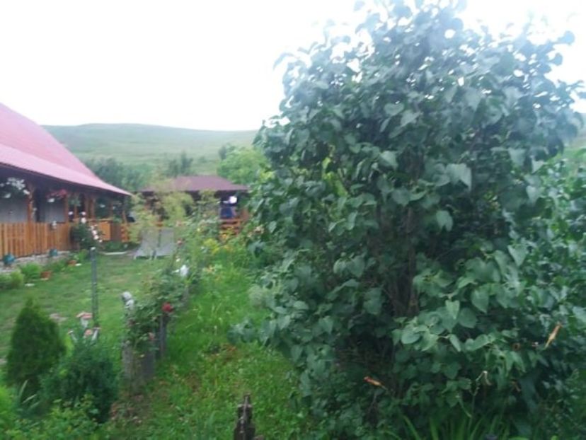  - casuta de la tara 2020