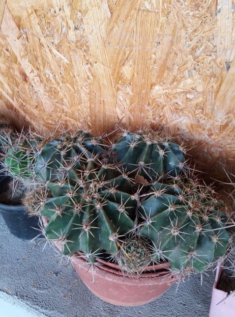  - cactusi