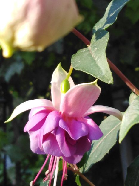 Limousin - My Fuchsia Collection