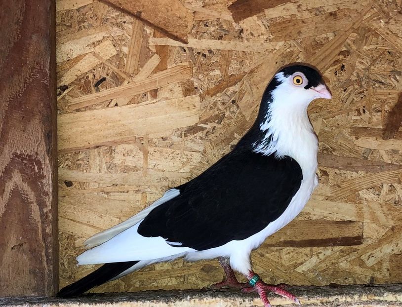 femelă  2019 - 0000001 prin voliere