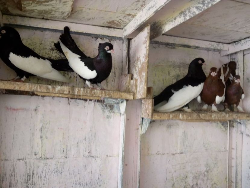  - bălțat românesc