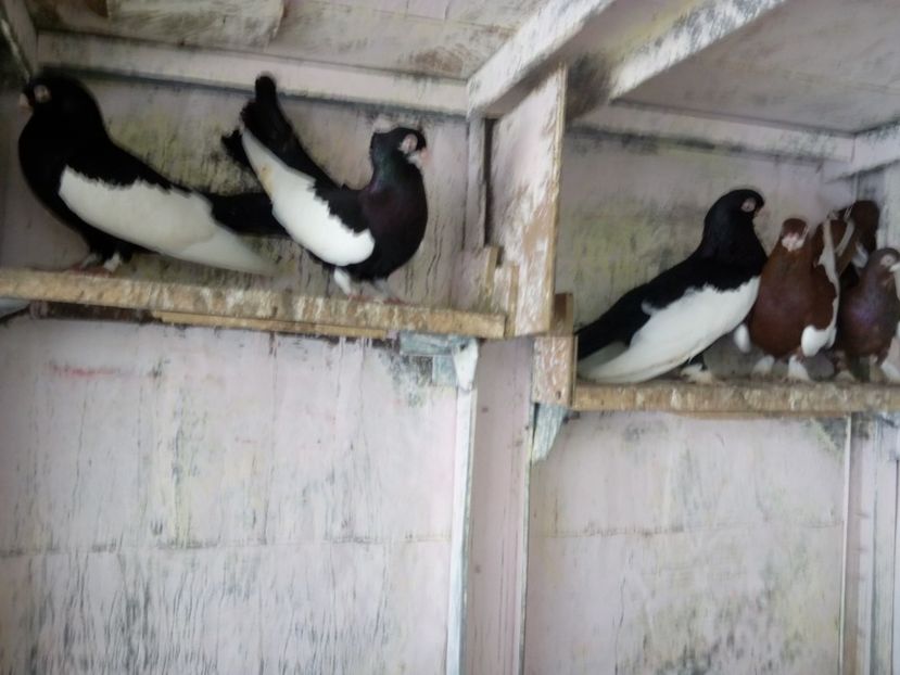  - bălțat românesc