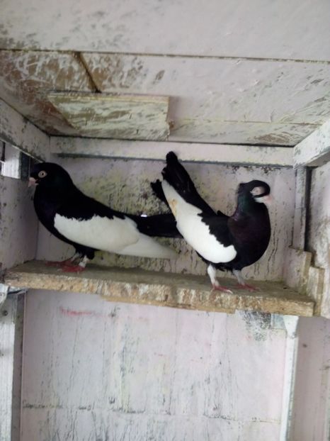  - bălțat românesc