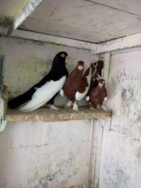  - bălțat românesc