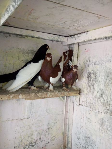  - bălțat românesc