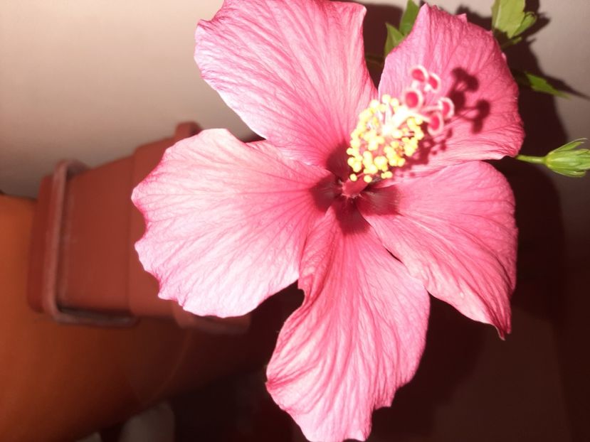  - Florile mele iulie 2020