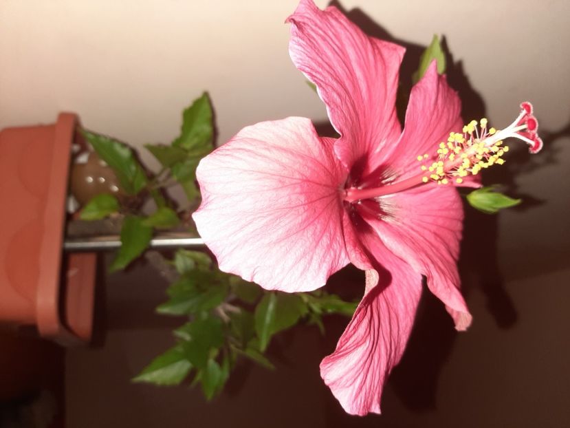  - Florile mele iulie 2020