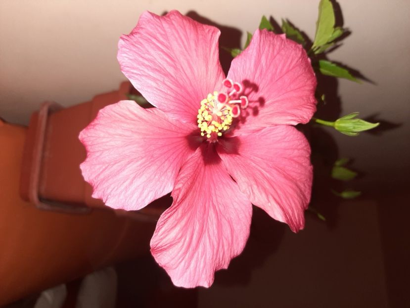  - Florile mele iulie 2020