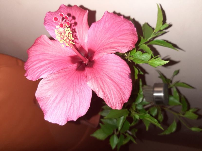  - Florile mele iulie 2020