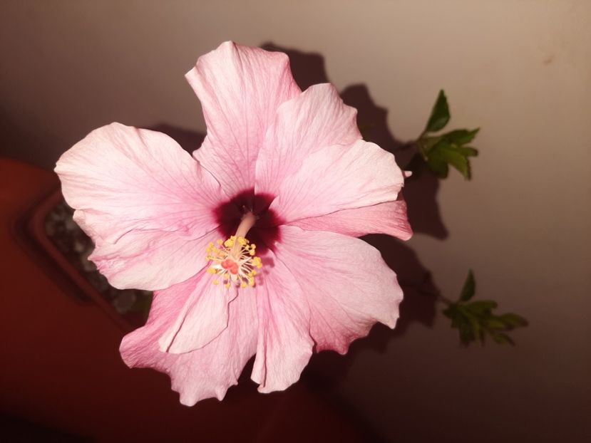  - Florile mele iulie 2020