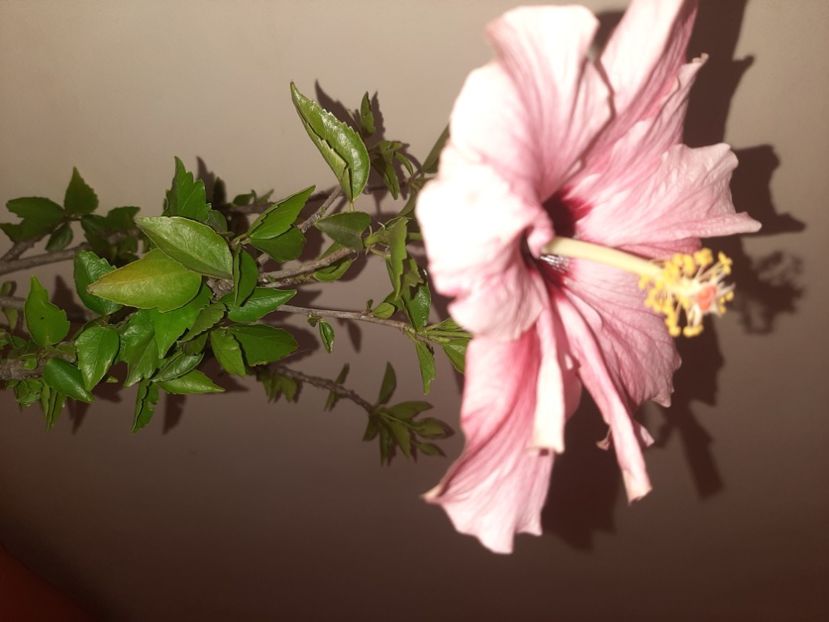  - Florile mele iulie 2020