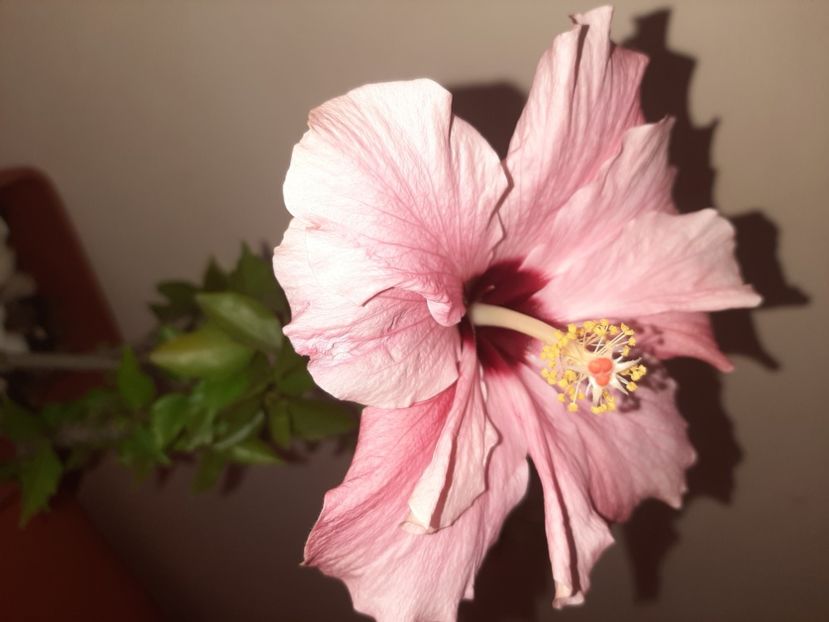  - Florile mele iulie 2020