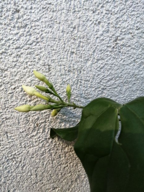  - Jasmin- Sambac - Gardenia