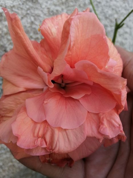  - Hibiscus